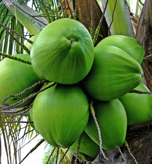 coconut-3a