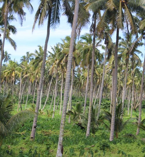 coconut-farm
